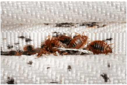 Bed bug treatment in Hyderabad – Entominators