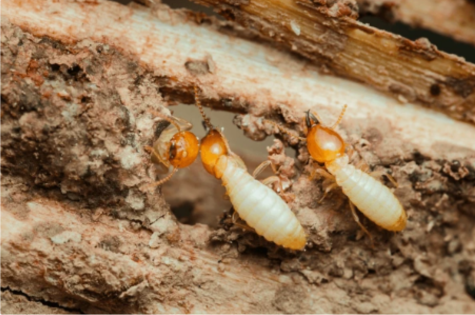 Long-lasting termite control solutions Hyderabad